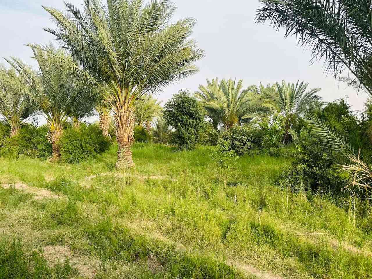 السلام عليكم بيت معه دونمين البيع الكوت البسروكيه الاتصال ع رقم ***********
