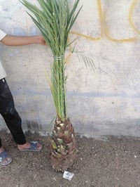 برحي ابو خصيب • حسب الطلب • البصرة