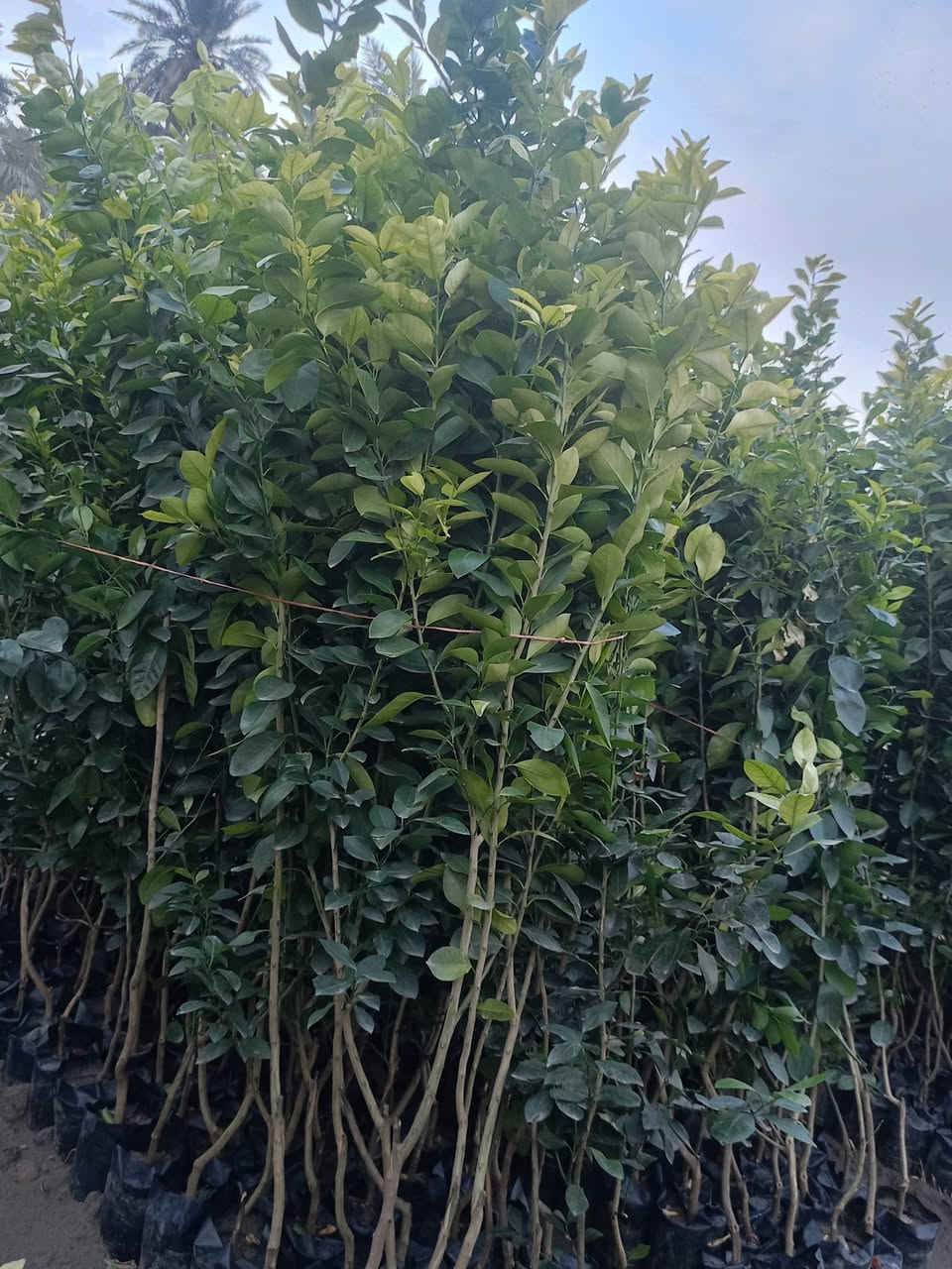 مشتل كرار الزراعي
الاسعار جمله فقط 
يتوفر 
برتقال عراقي كيس حجم شتله متر ونص عود جبر سعر 3٫500
لالنكي عراقي كيس سعر3٫750
نومي حامض عراقي كيس ارتفاع شتله مترين سعر 3٫750
نومي البصره كيس سعر4٫000
سندي عراقي سعر 5٫000
تحياتي الكم احبتي متابعين 
العنوان بغداد الكريعات يم وقف سني 
واتساب ***********
