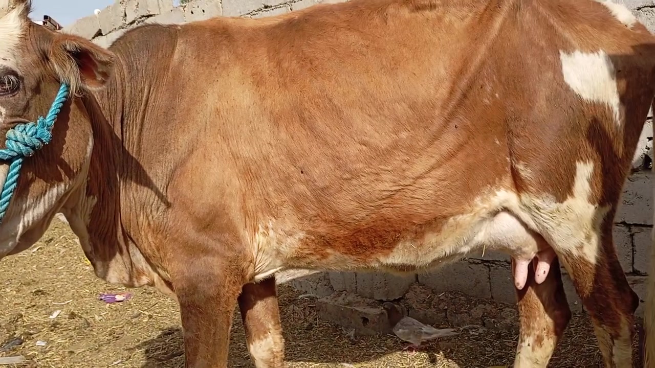 اللهم صل على محمد وال محمد هايشة سمنتال عليها عشار قل شهرين وتحلب متعهد كافت شروط جني بابل الشوملي سعر مناسب جداً الشراي ويوجد خدمت توصيل كل محافظات وحسب تفاق ***********
