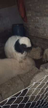 ٦ خرفان • بيهة خشن • طارمية