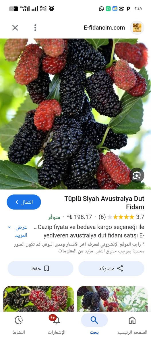 🌿👑 التكي الملكي الأسترالي – ملك التوت بدون منازع 👑🌿

إذا تبحث عن صنف يجمع بين الإنتاج الغزير والطعم الفاخر والشكل المميز
فخيارك الأول هو: ✨ التكي الملكي الأسترالي ✨

🌟 أهم المميزات:
✔️ ثمار طويلة وكبيرة بشكل ملفت للنظر
✔️ طعم حلو جداً ونكهة فاخرة
✔️ إنتاج غزير جداً خصوصاً في موسم الربيع
✔️ إثمار مبكر حتى من أول نمو للعقل
✔️ يعطي أكثر من موسم (ربيعي + خريفي وأحياناً شتوي)
✔️ يتحمل الأجواء الحارة ومناسب لزراعة العراق

🌳 مميزات زراعية:
✔️ نمو سريع وقوي
✔️ سهل التربية والتقليم
✔️ مناسب للحدائق المنزلية والمشاريع الاستثمارية

🔥 ليش هذا الصنف مميز؟
لأنه يجمع بين الإنتاج العالي + الشكل التسويقي + الطعم الممتاز
يعني خيار ناجح سواء للزراعة المنزلية أو التجارية 💰

📍 متوفر الآن في مشتل الشاهين الزراعي
💰 أسعار مناسبة ويوجد خصم خاص للكميات وأصحاب المشاتل

📞 للحجز والاستفسار:
فرع الدورة: ***********
فرع أبو غريب: ***********

🌱 احجز شتلتك الآن قبل نفاذ الكمية!

---
