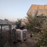 سبع قصور قاسم الوكيل • ٥٥٠م • سند أصلي