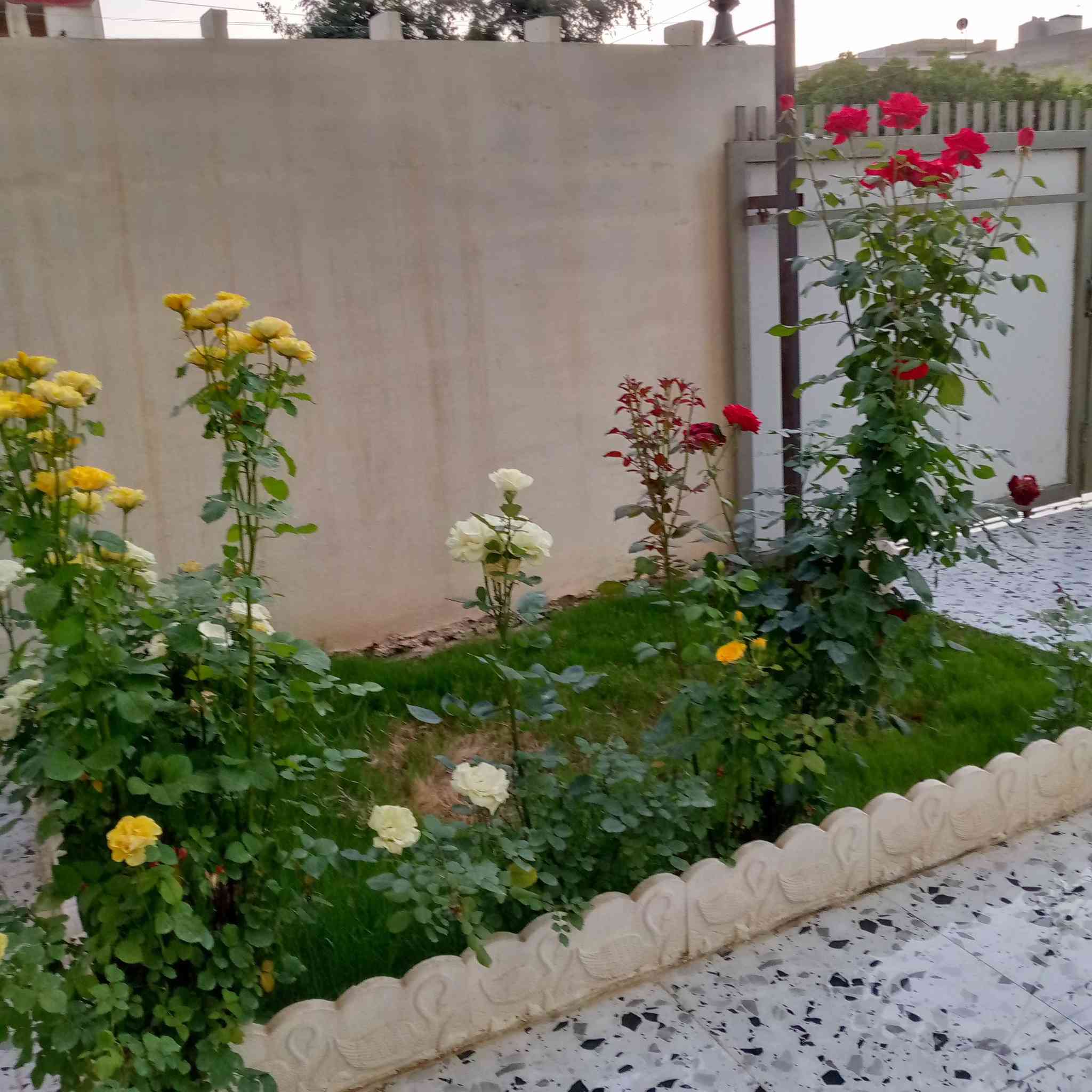 ثلاث دور في دار واحد دار ٢٠٠ متر ركن طابو صرف على شارع عشرين الموقع اسرائ او مفقودين فرع صيدلية تولين الدار مكون من قاطين قاط الاول حديقه وكراج سيارة  استقبال سقف مغربي مع مطبخ مع هول مع غرفتين نوم مع صحيات داخل وخارج والطابق الثاني مكون من مشتملين معزولات درج خارجي كل مشتمل غرفت نوم مع مطبخ مع استقبال مع صحيات الدار بناء حديث الدار نضام عاكسه كهربائي   
حديقه وكراج سيارة 
للاستفسار الاتصال على الارقام التاليه 
***********
***********
