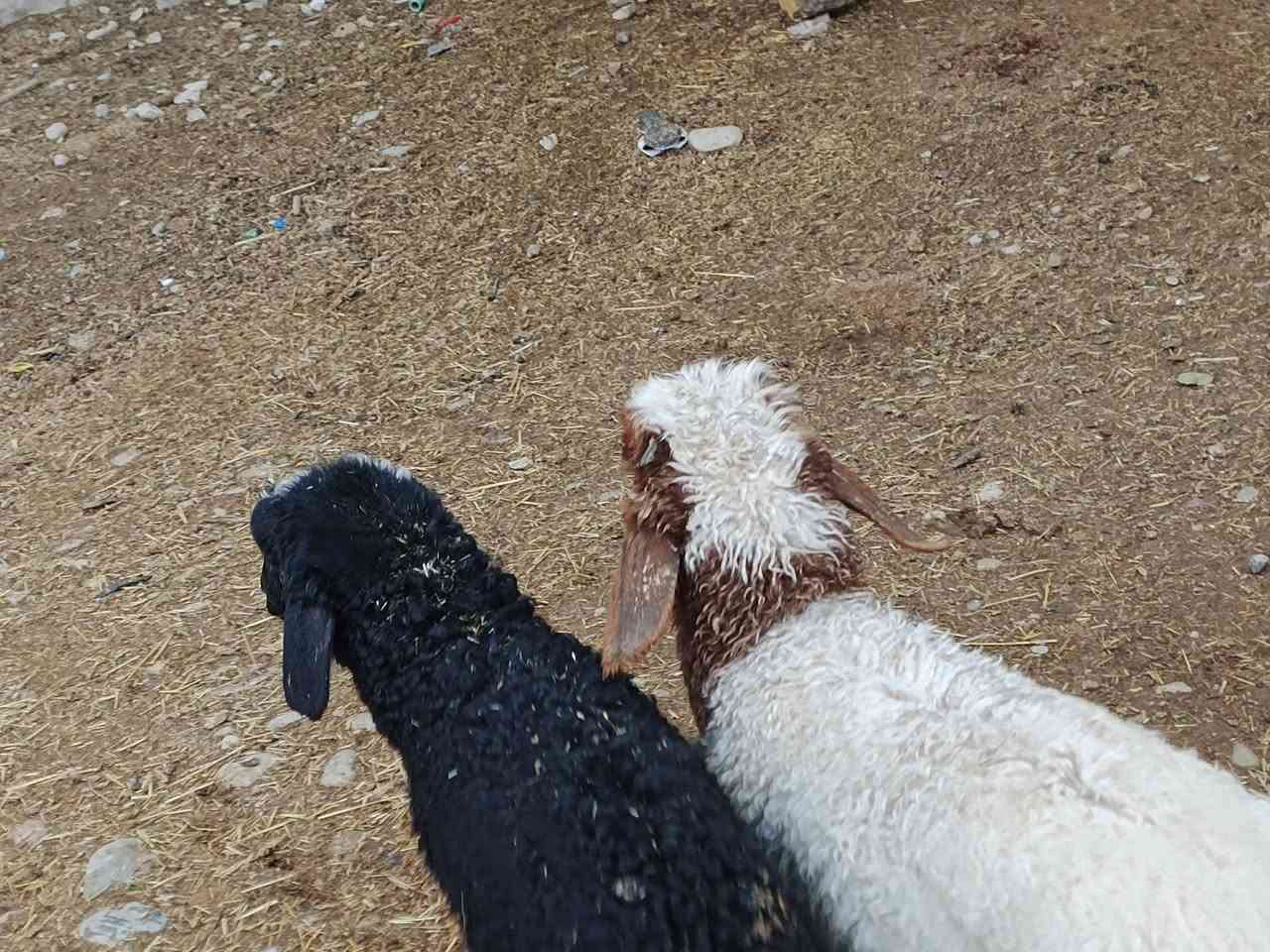 يوجد طلي وفطيمه مالات جنيه فول سعر 275 الف بلاشش🔥قوازي المكان بيجي حي العصري رقم الهاتف ‏‪***********‬‏
