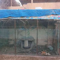 قفص بدون ضهر للبيع كامل مابي انقص سيم جديد العرض متر  والرتفاع مترين و...