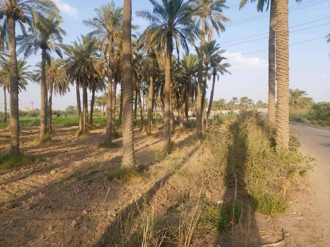 ياالله
سلام عليكم
دوانم شاطيه جاهزه الزراعه
الماجديه سدة أم البطوط
يبعدن عن ماجديه ٥ كيلو متر 
استفسار اتصل ***********
اخوكم أبو عراق.....

