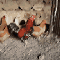 دجاج عرب • ٩طيور • بروانة