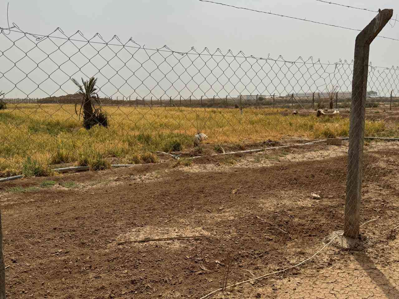 السلام عليكم ..
خمسة دوانم سند ٢٥ مسيجة سياج بي ار سي واجهة ٦٣ ونزال ١٩٩ بيها منظومة رش للسقي خزان ماء مبني بلوك بي غطاس وغطاس بالبزل ايضا البزل بوجه الاض تقريبا ٢٠ متر والكهرباء ايضا بوجه الارض تبعد خمسة متر وكهرباء بجانب الارض ايضا عنوانها قرب سيطرة اللج شارع الشيخ حاچم مقابل معمل الفطر تقريبا السعر المطلوب ٢٠٠ يعني سعر الدونم الواحد ٤٠ للاستفسار الاتصار او المراسلة ***********
