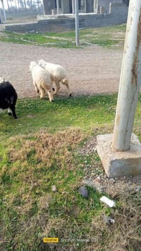 طليان ربط للبيع مناسبات للاستفسار الاتصال على 07823296262