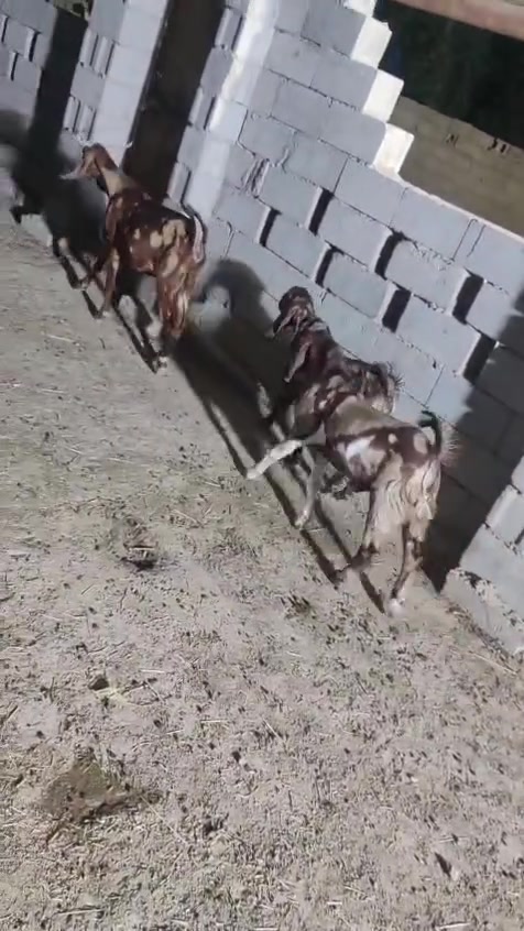 يالله سلام عليكم اخوان صخول العدد ثلاثه وحده وراها توم كشاتير سمان وخشنات وحده وراها معبره وحده اولاد شهر كلهن حلوات ومخيارات الي يريدهن هسا يتواصل وياي المكان واسط الشحيميه قريه 10
*********** 
يالله سلام عليكم اخوان صخول العدد ثلاثه وحده وراها توم كشاتير سمان وخشنات وحده وراها معبره وحده اولاد شهر كلهن حلوات ومخيارات الي يريدهن هسا يتواصل وياي المكان واسط الشحيميه قريه 10
