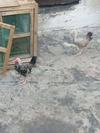بصرة • مركز مدينه • مكان