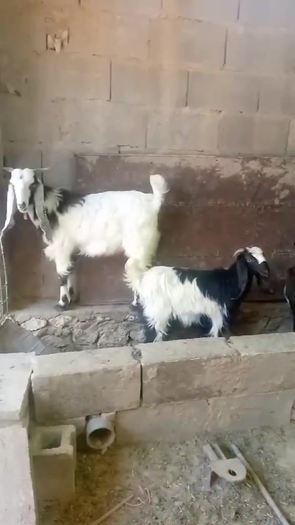 مكلف بالنشر عنز ام ثالث شاميه حلابه وراها جدي وصخله عنز مال حليب ما شاء الله سعر ٥٢٥ وبيها مجال هذا رقم صاحبه*********** مكانه حديثه خلف المستشفى القديمه
