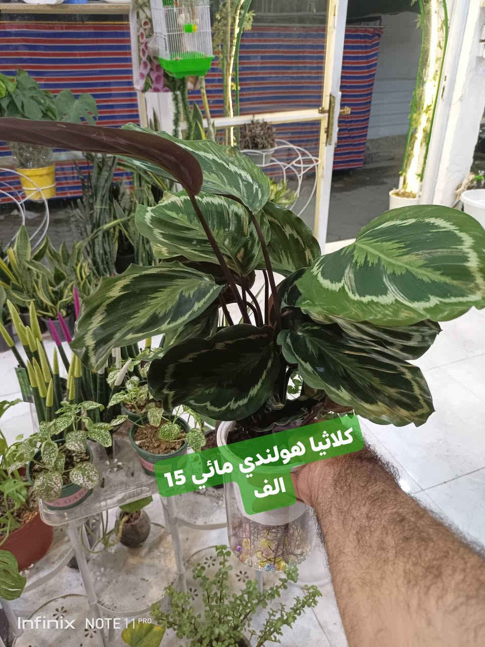 وجبة جديده من نباتات ضلية...الانبار الرمادي العزيزية مكان الجديد...من جهة شارع العام خلف مجمع برج المسك شارع ميسلون  اول فرع على اليمين *********** ... يوجد توصيل داخل الرمادي...
