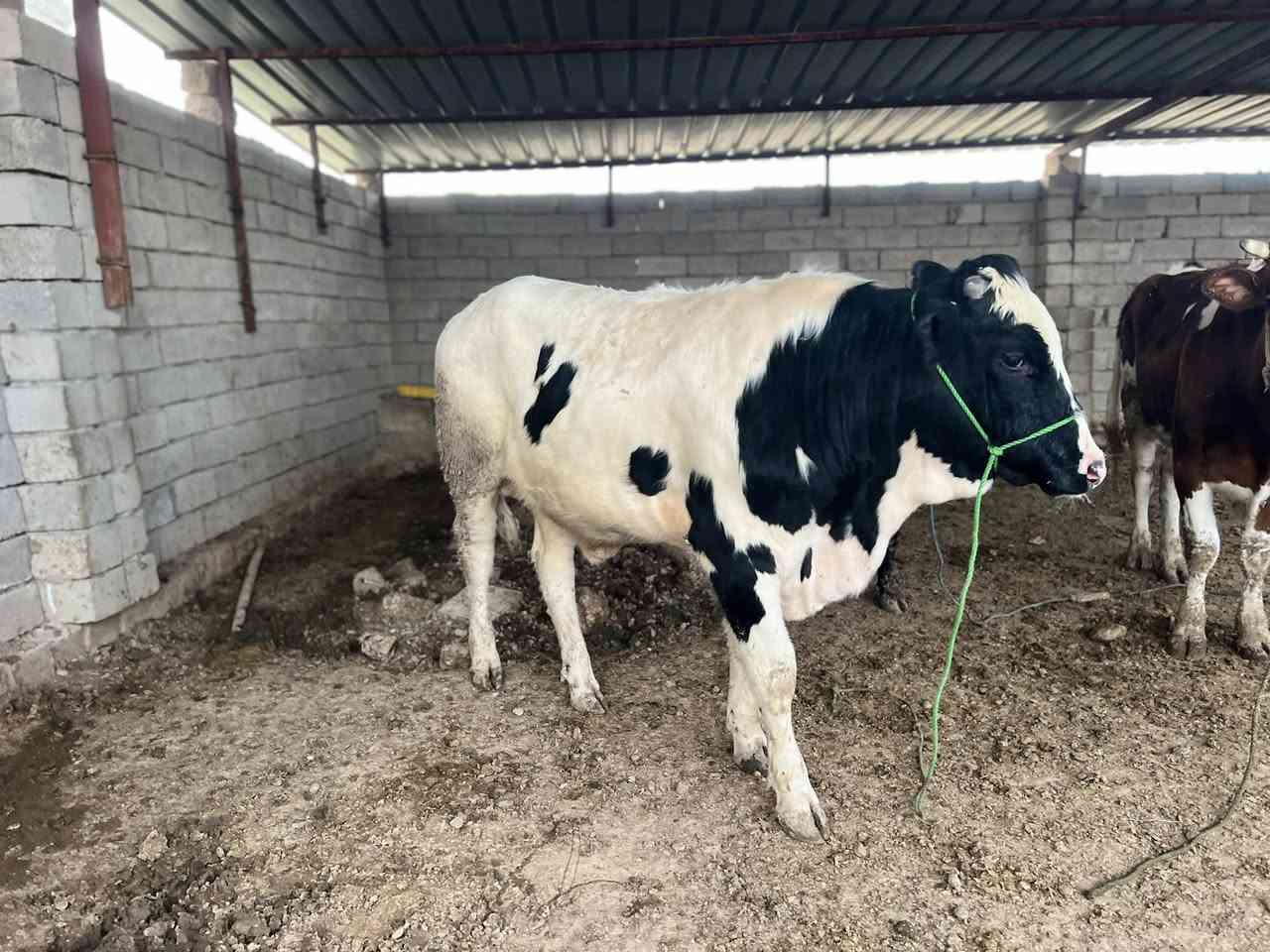 قصابة الطيبات 
ذبح باجرحولي قوزي 
لسنا الوحيدين لكننا الافضل
ناحية الشورة بل قرب من أسواق العلي الشياب 
بإدارة ابو زيد


**إذا كنت صاحب هذا الإعلان وتريد حذفه لأي سبب، رجاءا أرسل رسالة إلى الدعم الفني**