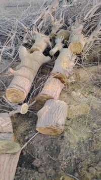 يتوفر #حطب توث ( #فرطوس )  #خشن و ناعم #للبيع #للأتصال ٠٧٨١٥٠٠٦٣٦٨