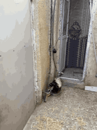 اسلام علايكم يوجد بيت اليجار اخي زهراه قرب جامعت ميسان ***********/سعره اليجار 225
