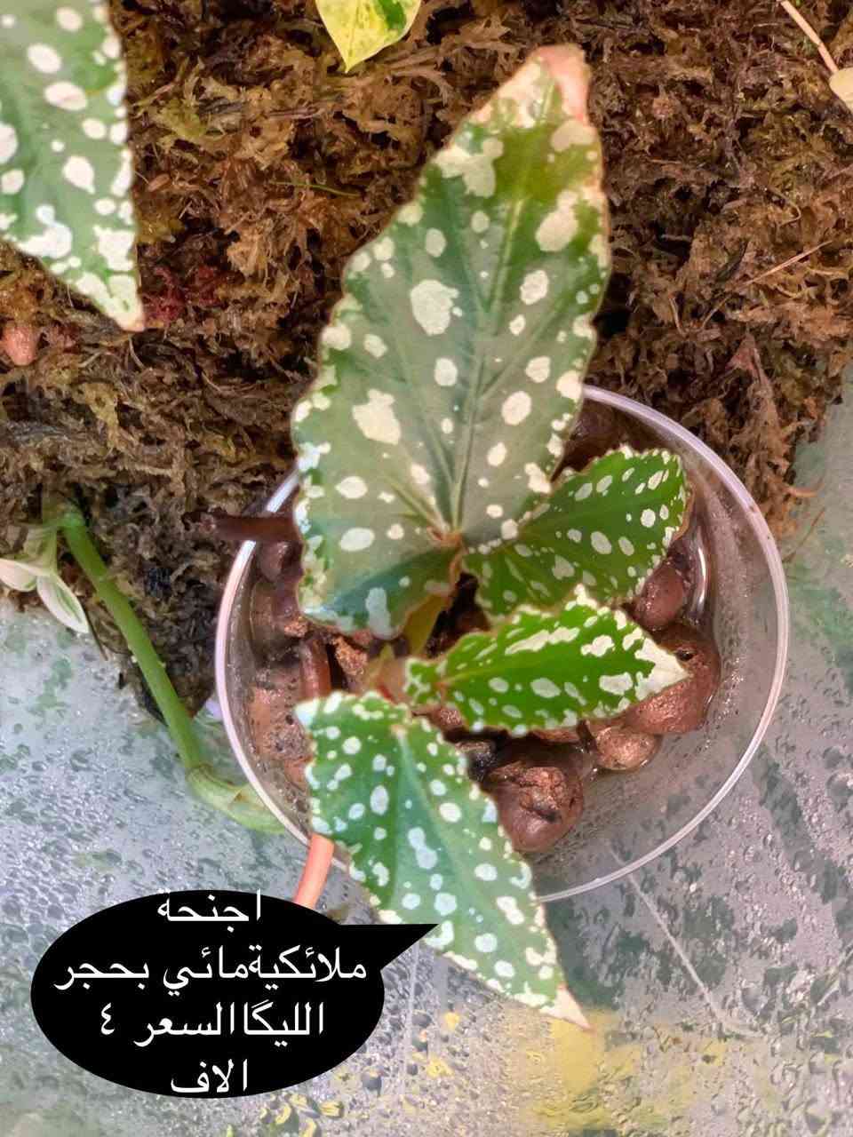 نباتات ظليه مكاني كربلاء يتوفر توصيل


**إذا كنت صاحب هذا الإعلان وتريد حذفه لأي سبب، رجاءا أرسل رسالة إلى الدعم الفني**