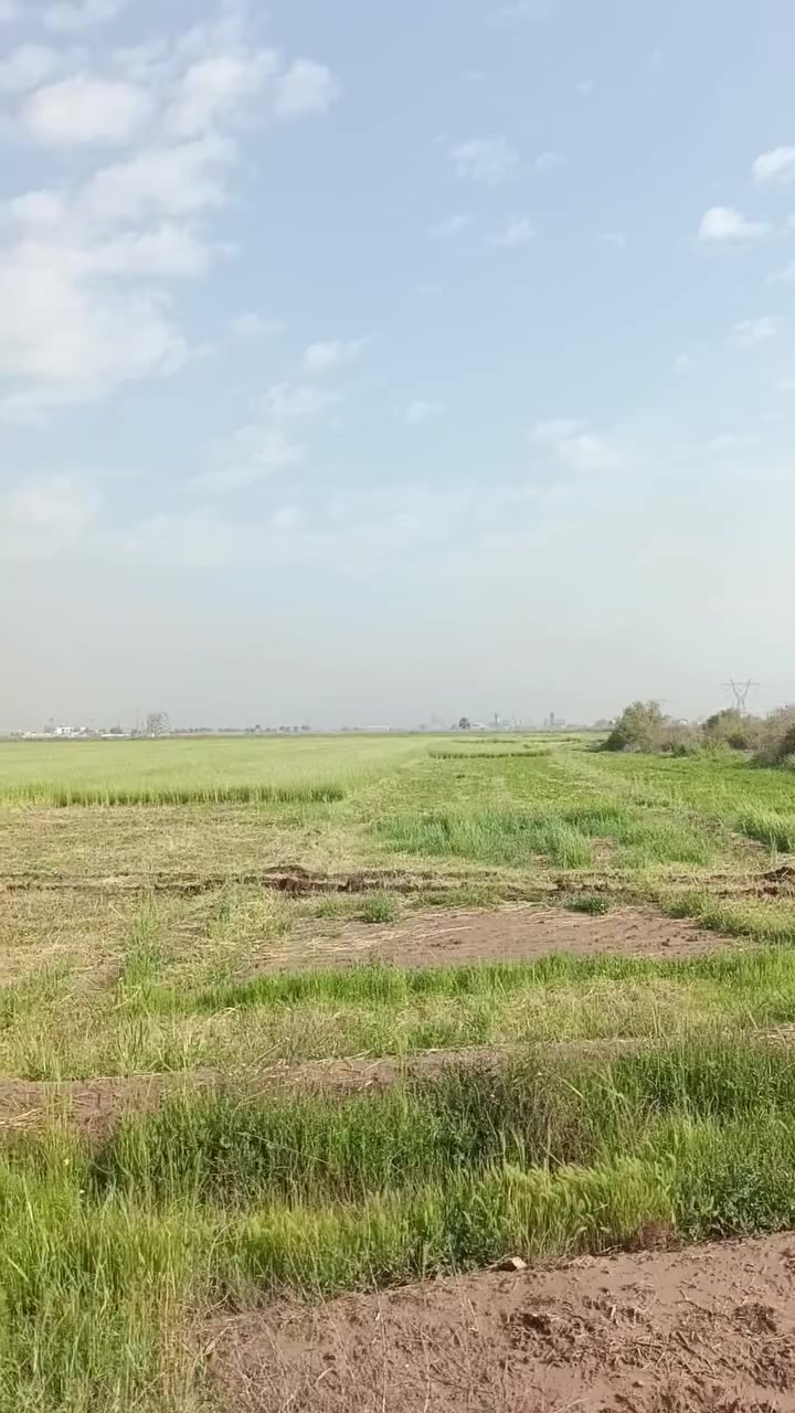 عندي ضمان برسيم وشعير مكان قرب شركه النفط ‏‪***********‬‏ للتوصل
