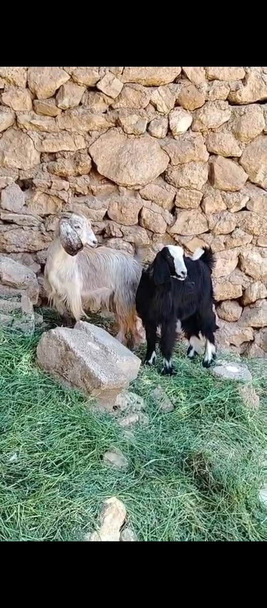 السلام عليكم متاح صخلات ٢ مالات ربط شرط النصاح معالفات سعر الزوج ٣٢٥ قفل العنوان حديثه حقلانيه يوجد توصيل حسب الاتفاق للاستفسار الاتصال على الرقم ***********
