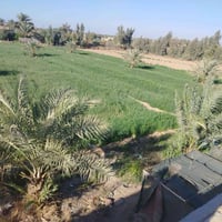 دونم ونص • سند ٢٥ • شارع هوئ الشام