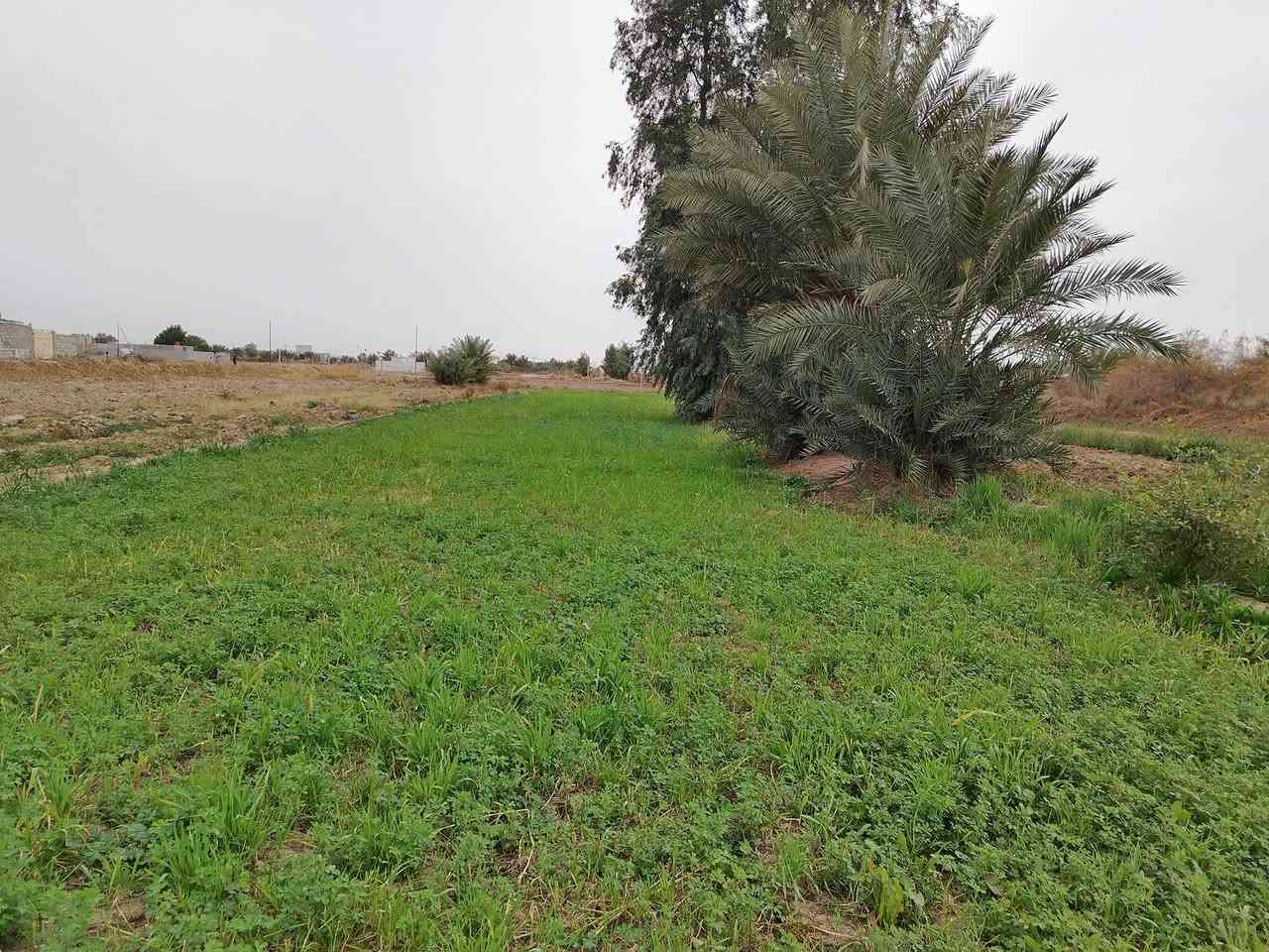 سلام عليكم ارض للبيع المساحه دونم ونص ع طريق السنيه مقابل معمل الكاشي سيد ابراهيم للاستفسار اتصل ***********
