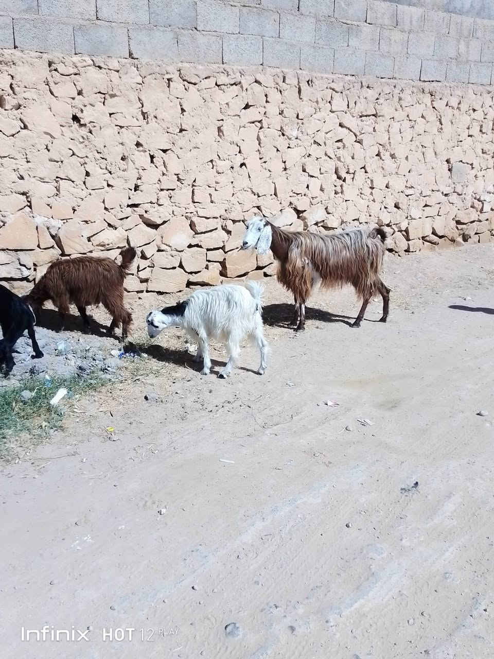 عنزين رغايث وراهن امهات توام وراهن جدايه ثنين وصخلتين ثنين منهن ينذبحن المعزات وحده ثنيه والثانية حيل فتيه السعر 900 السكن القائم الكرابله لتواصل***********
