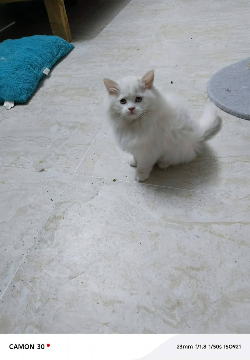 قطط 🐈 العمر شهرين جاهزين بيتهم الجديد


**إذا كنت صاحب هذا الإعلان وتريد حذفه لأي سبب، رجاءا أرسل رسالة إلى الدعم الفني**