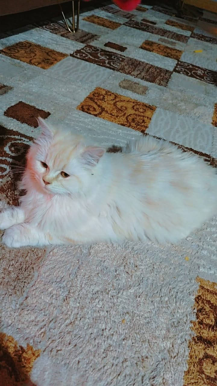 للبيع لعدم التفرغ
بزونه مال بيت اليفه كلش ومرحه عمرها صغير اكلها من اكل. البيت 
***********
