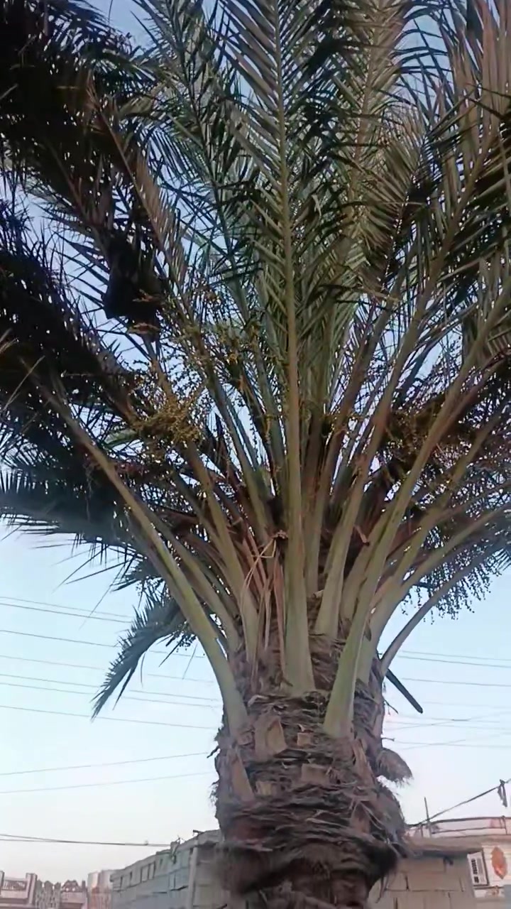 السلام عليكم 
الأعضاء المحترمين، نخلتين حمالات للبيع ما اعرف شنو نوعهن الحويجه داخل


**إذا كنت صاحب هذا الإعلان وتريد حذفه لأي سبب، رجاءا أرسل رسالة إلى الدعم الفني**