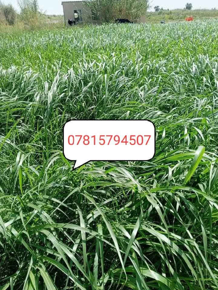 للبيع بذور البونيكام الاسباني 🌿🌿

علف حيواني 
نسبه البروتين (25٪) 
ناجح الزراعه في العراق ويتحمل الارض المالحه ويزرع في كل اوقات الصيف  
يبقى في الارض مده 5 سنوات 
دائم الخضار يصل  من متر ونص الى مترين طريقة الزراعه   طش نثار  للدونم 8 كيلو
كل 20 يوم ينحش سريع النمو جدا 

للحجز عنوانك ورقم الهاتف والكميه اللي رايدها يوجد توصيل لجميع المحافظات
اتصل على الرقام 
*********** مع واتساب

***********

***********

تابع التعليقات لعرض الفيدوهات 
متابعه 
@إشارة  #متابعه @إشارة

