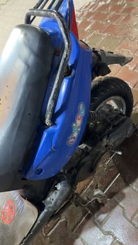 دولفين جبلي • ٢٠٠ • شغاله