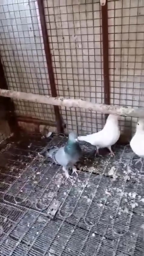 السلام عليكم ارافل طيره مخلفه فتاله وكعكوله وفحل السعر ٢٥ مسكيه وفضيه انطيهن هديه مكان زعفرانيه الشراي يجي خاص


**إذا كنت صاحب هذا الإعلان وتريد حذفه لأي سبب، رجاءا أرسل رسالة إلى الدعم الفني**