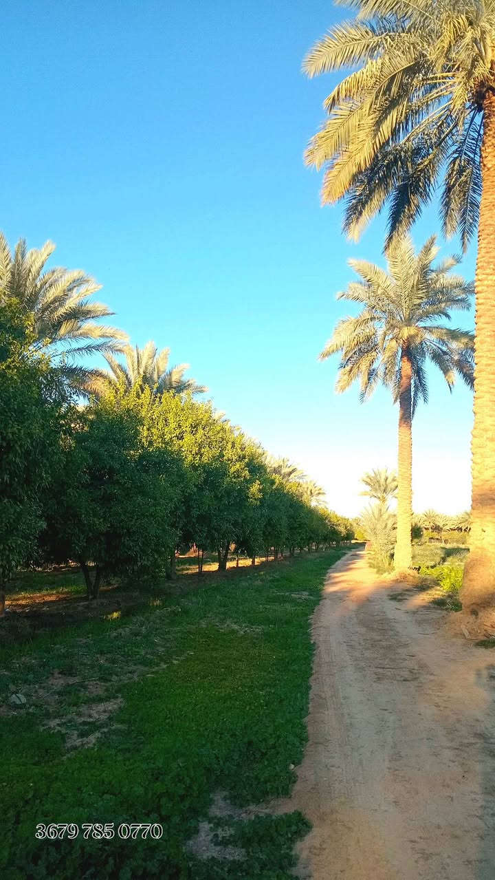 3 ثلاث دوانم طابو زراعي سند ٢٥ مشجره حمضيات بل كامل نخيل أصناف متنوعه
هاذا تصوير الأرض الواجه 50 نزال 150 العنوان بغداد الراشدية 
الدونم سعره 145 وبيها مجال بسيط ***********
