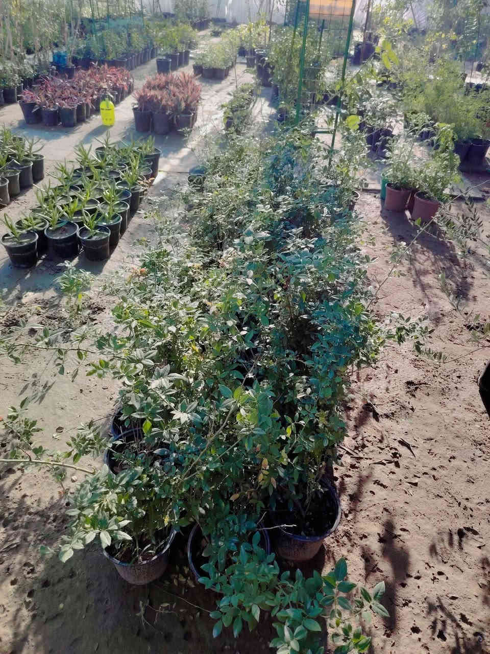 🎄🎄#عروض_رأس_السنة 🎄🎄
🎉🎄🎉🎄🎉🎄🎉🎄🎉🎄🎉
#تحطيم_الاسعار 💥
نسرين متسلق
السعر القديم ٤٠٠٠ دينار ❌
#خصم 👇
السعر الجديد كل ثنين بـ ٥٠٠٠ دينار فقط 😍✅
(ألوان غير معروفه)

للطلب و إلاستفسار الاتصال على الرقم التالي *********** ☎️
يوجد خدمة توصيل داخل الكوت فقط 🚕
ملاحظة 👇
العرض ساري  إلى 1/2 2026 ✅
