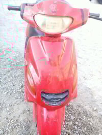 دولفين • شغاله • مراوس