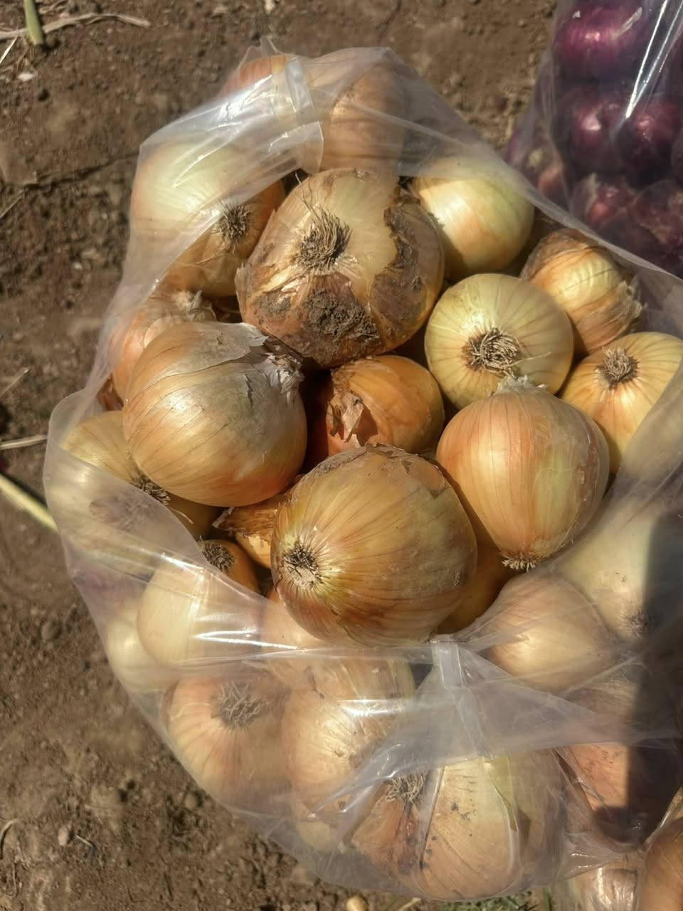 بذور بصل هولندي 
حجم مرغوب ولون


**إذا كنت صاحب هذا الإعلان وتريد حذفه لأي سبب، رجاءا أرسل رسالة إلى الدعم الفني**