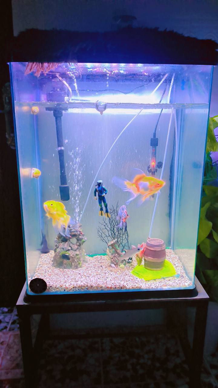 سلام عليكم عندي حوض اسماك زينه للبيع ابيع شلع الحوض والاسماك والغراض السعر 125الرقم ***********العنوان بغداد التاجي اركيه وفاضل
