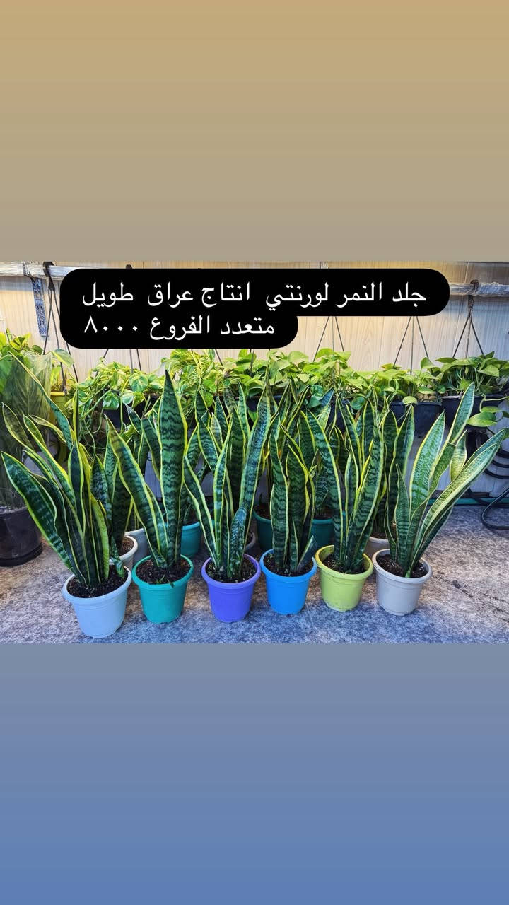 ضيف لمسه حلوه وروح لطيفه لبيتك


**إذا كنت صاحب هذا الإعلان وتريد حذفه لأي سبب، رجاءا أرسل رسالة إلى الدعم الفني**