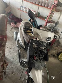 سكنز فحل للبيع كفراتهه كاملة عوزهه جوزة سعر ٣٠٠ وبيهه مجال بغداد الشعل...