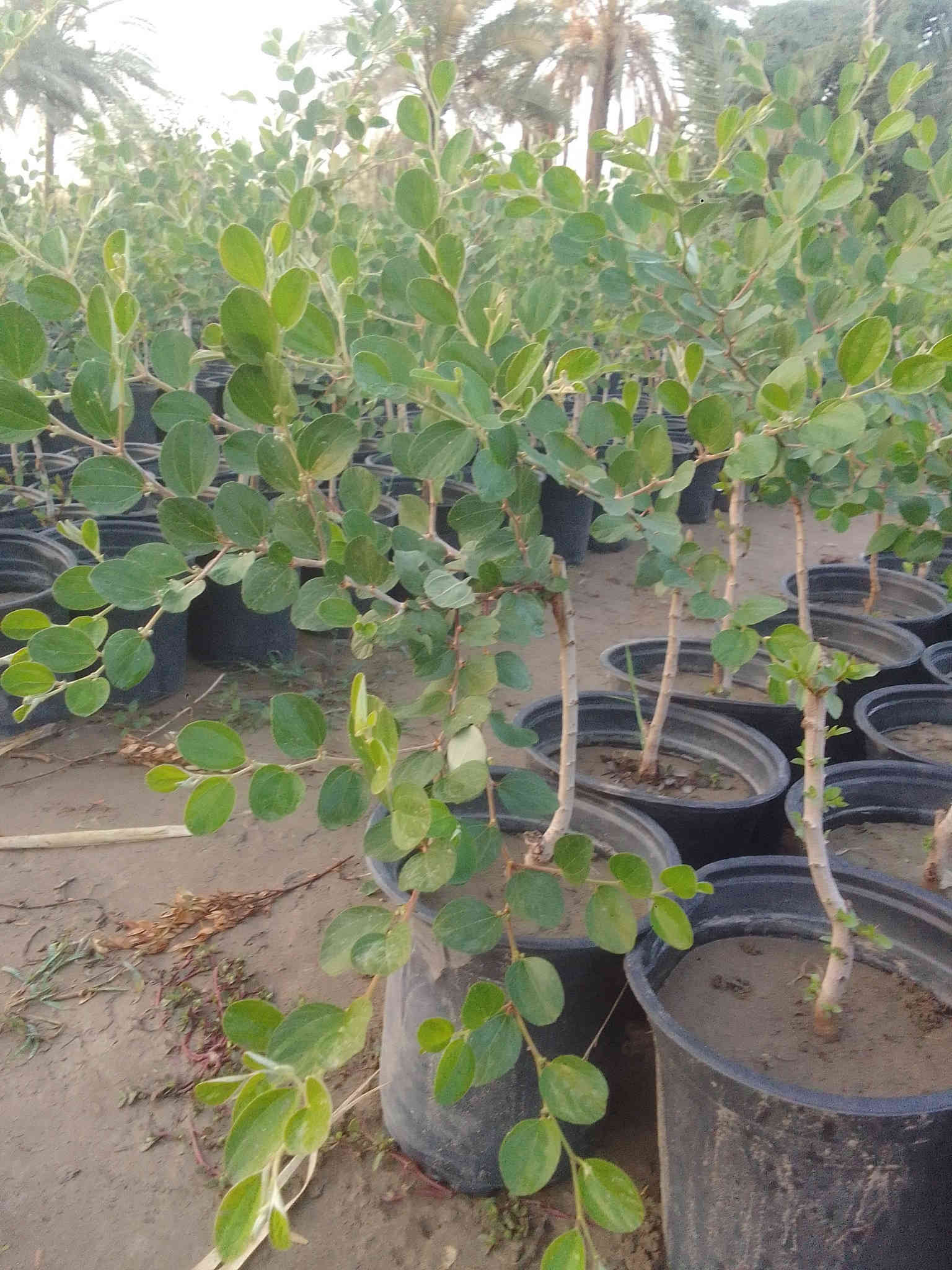 سدر مطعم تفاحي
سندانه 22 الارتفاع من شبر الئ 80سم
عنوان جزيره بغداد السياحيه مقابل البرج 
السعر 3000
جمله فقط 
***********
***********
