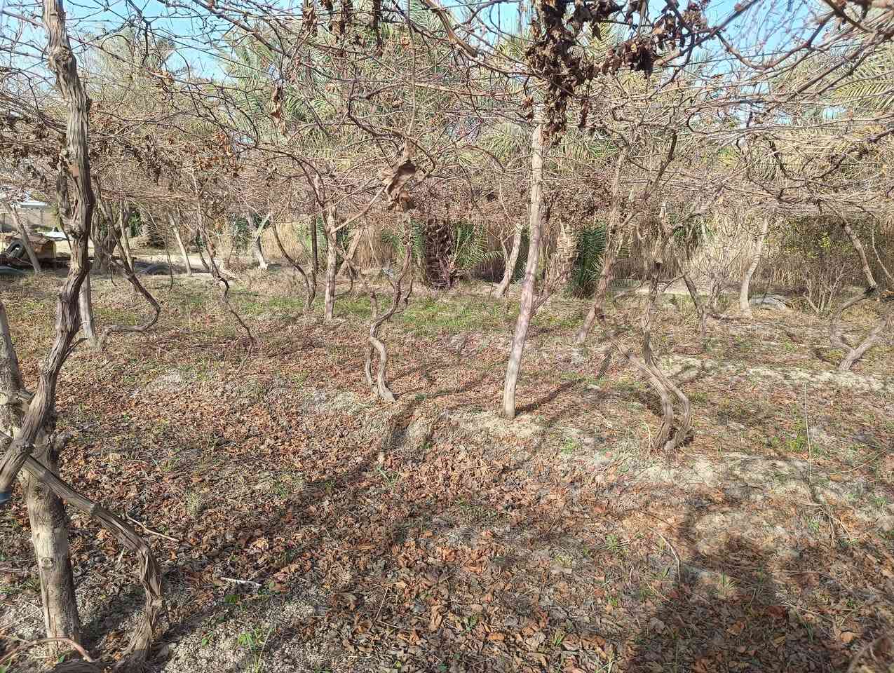 السلام عليكم للبيع شتلات عنب (هروش)مايقارب 350 شتله عمرهن سنتين تقريبا او تلاثه مع السيم جديد مغلوم الاصلي مع الخشب كامل 
نوع العنب.حلواني..+شده تركي+كمالي+مع بعض الشتلات فرنسي 
المكان بابل الحمزه الغربي للاستفسار الاتصال بالرقم ***********
