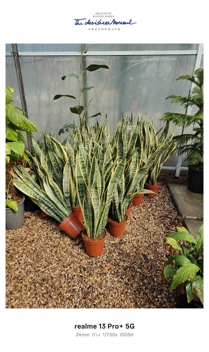 يالله .على بركه الله تم وصول وجبه جديده من نباتات المنزلية. العنوان جمعيه الاولى قرب  مدرسه الفرزدق


**إذا كنت صاحب هذا الإعلان وتريد حذفه لأي سبب، رجاءا أرسل رسالة إلى الدعم الفني**