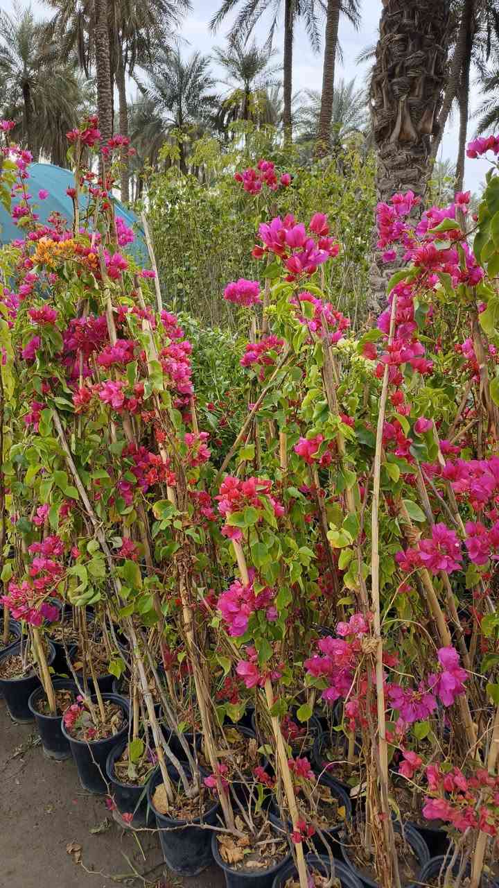 من رخصة الادمن نباتات ضليه وخارجيه التوصيل مجاني الحجز واتساب ***********
التوصيل فقط داخل كربلاء مجاني ما عندي توصيل محافضات
