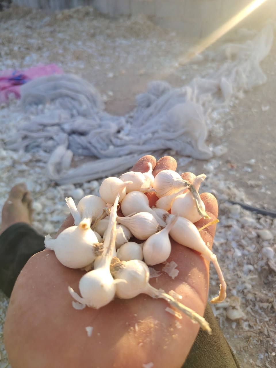 سلام عليكم بصل حار ناعم شوفت عينك او كوه عندي بصل بعد انعم من هذا بصل كريط المكان طريق كربلاء نجف عمواد 876 السعر على تصل *********** __***********0
