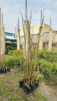 اشجار نفضية • مشتل الزهرة البيضاء • انواع مختلفة