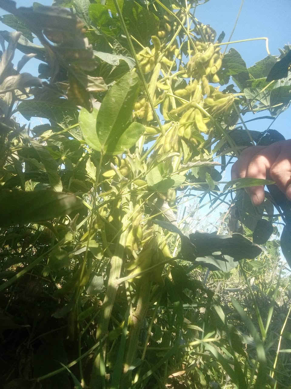 سلام عليكم اخواني المزارعين
محصول فول الصويا   محصول مهم يدخل في
جميع انواع الاعلاف.. لانه غنيه بالبروتين
ولديه جودة عالية   وكذلك مخلفات المحصول )(التبن) 
يعتبر  احسن الأنواع للحيوانات َ..  علما يتم زراعه المحصول
ابتداء من الشهر الخامس إلى شهر السابع..  لدينا خبرة 
ثلاث سنين في زراعة وإنتاج فول الصويا..  البذور موجودة
لدينا من أحسن البذور الموجودة في العراق حاليا
..  اي فلاح يرغب بزراعه المحصول..   يمكنه التواصل معنا
***********..  نزوده بالبذور وكيفية زراعته وحصاده
