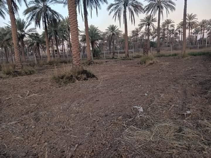 السلام عليكم قطع أراضي للبيع في بغداد منطقة الفحامة قبل الجلاعطة بداية المنطقة بعد جزيرة بغداد السياحية تقريبا ٧ دقايق بالسيارة يصير على اليمين مقابل القصر ليث العبيدي  سند ((25))ملك صرف زراعي على طابو الاعظمية ((مساحة 500 متر )) وبيه بناء بيوت سكن المنطقة كامله يعني ماء  وشارع سبيس إنارة الشارع كليتة /مدارس / مستوصف /مركز شرطة /  ((((( السعر 110 مليون وبية مجال ))))) تفاصيل أكثر اتصل بالرقم  // *********** موجود واتساب
