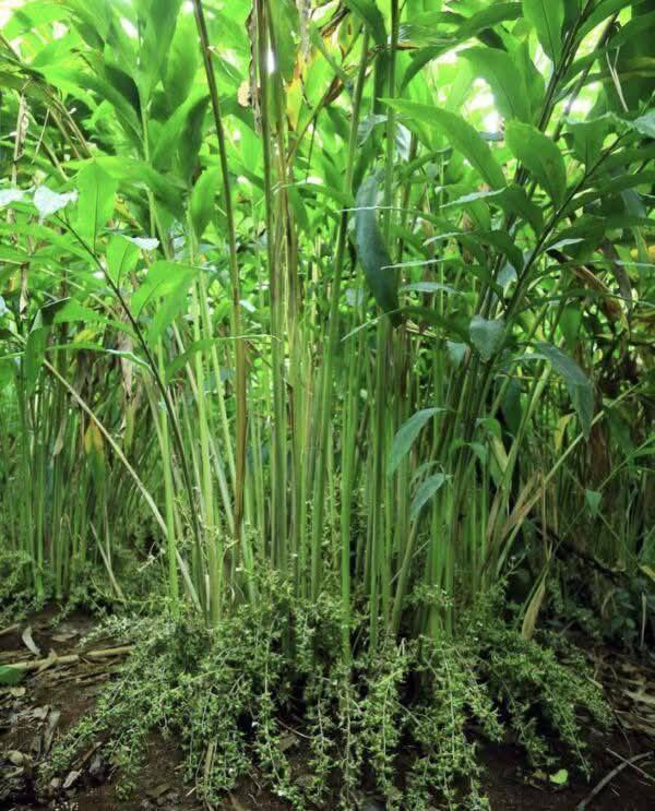 السلام عليكم متابعينا 🤍.
بمناسبه الموسم الربيعي توفرت مجموعه جديده من شتلات الهيل ☘️☘️
ارتفاع  ٦٠سم  
بسعر  ٩ الاف فقط 

🛑وهو نبات معمر زاحف ينتمي الى الفصيلة الزنجبيلية.
🛑زكي الرائحة قوي المذاق 
🛑يحمل ثمارا مثلثة الشكل في المقطع العرضي
🛑..لثماره لون اخضر فاتح او بني غامق بداخلها بذور سوداء صغيره وهي حب الهيل..
🛑ويرجع الهيل الى اصل هندي من جنوب شرق اسيا في الهند وماليزيا وفي كثير من دول اسيا واستراليا.
🛑.تتم زراعته بالبذور والتكاثر الخضري وتعد طريقة التكاثر الخضري هي الافضل مقارنة
🛑بالزراعة بالبذور ويزرع في المناطق التي تتميز بإعتدال درجات الحراره كما انه ينمو بشكل سليم في التربة الغنية بالمواد العضوية🌿🌿
🍃 العنوان بابل/محاويل 🏡 
🍃يتوفر لدينا خدمه توصيل لجميع محافظات العراق 🛻 
🍃للحجز والاستفسار يرجى مراسله الصفحه او مراسله واتساب على الرقم ‏‪0787 413 2546‬‏
