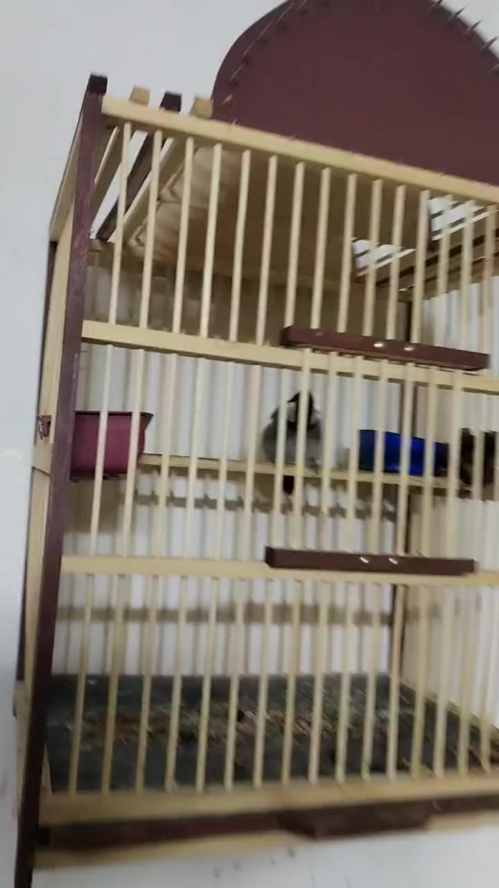 السلام عليكم من رخصه مدير الكروب متاح نثيه اليفه سابقأ بيضت عندي نثيه دائما تبيض عندي السعر ب٧٠ قفل المكان بغداد مدينه الصدر ***********
